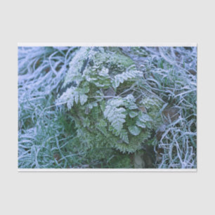 Frozen Fern Tissue Paper