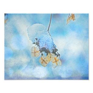 Frozen Hydrangeas Photo Print