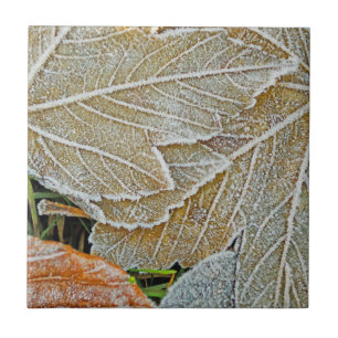 Frozen Maple Ceramic Tile