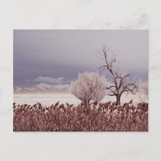 Frozen View of Antelope Island - Utah - Postcard (Front)
