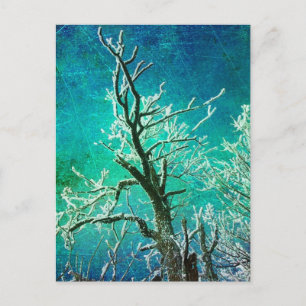 Frozen Winter Tree  Postcard