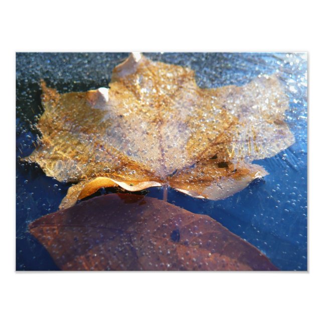 Frozen Yellow Maple Leaf Autumn Nature Photo Print (Front)