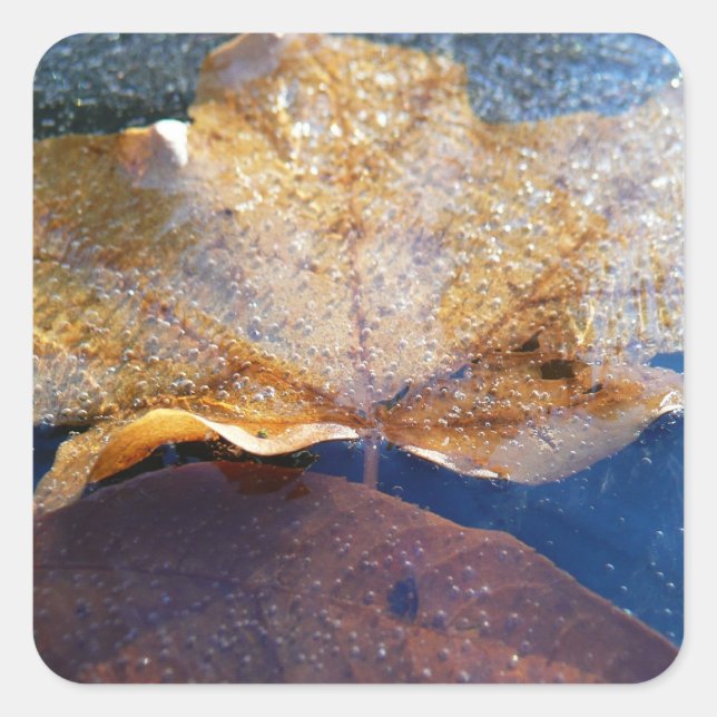 Frozen Yellow Maple Leaf Autumn Nature Square Sticker (Front)