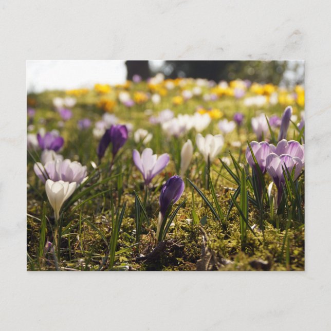 Frühlings Wiese mit Krokus im Gegenlicht Postcard (Front)