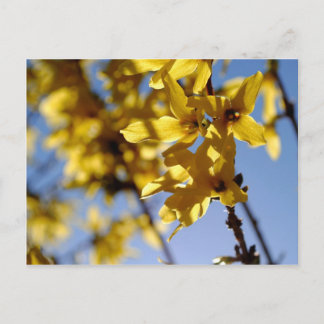 Frühlingsbote Postcard