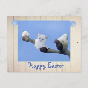 Frühlingskätzchen Postcard