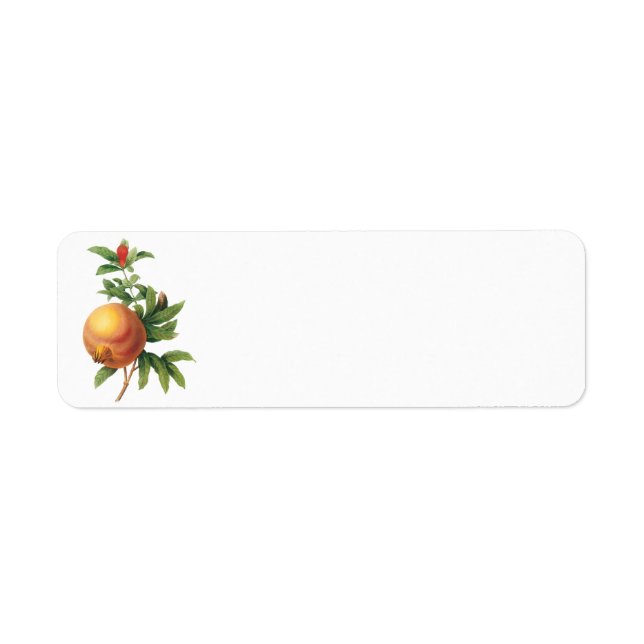 Fruit alimentaire vintage, grenade de Redoute (Devant)