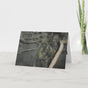 "Fruit Bats" Get Well Card