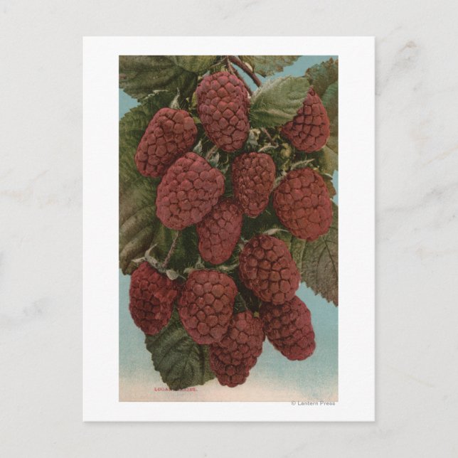 Fruit Chromo Lithograph of LoganberriesState Postcard (Front)