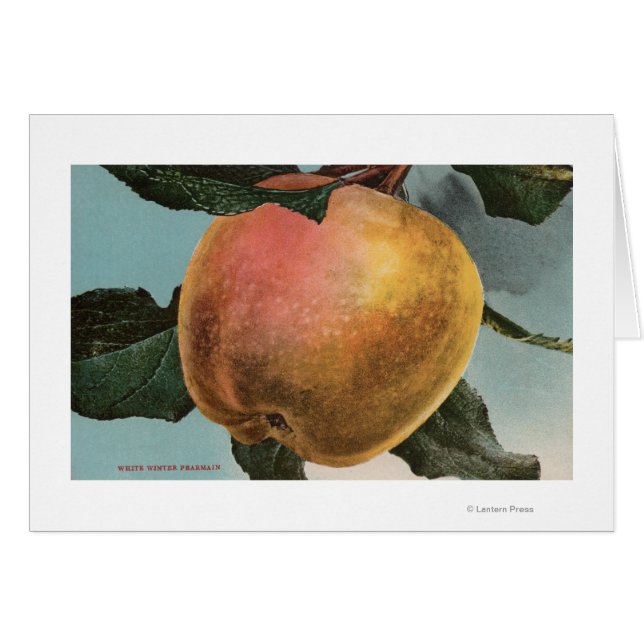 Fruit Chromo Lithograph of White Winter Pearmain (Front Horizontal)