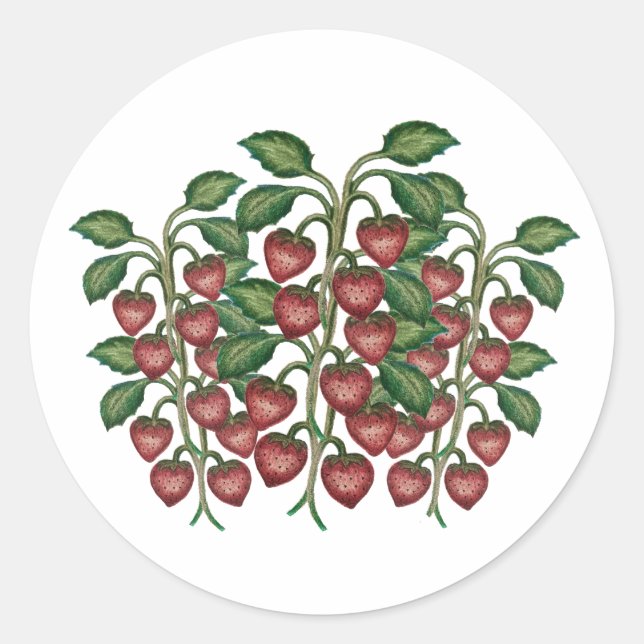 Fruit Classic Round Sticker (Front)