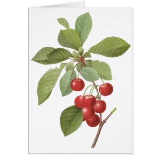 Fruit de cerise alimentaire vintage, Cerises par R