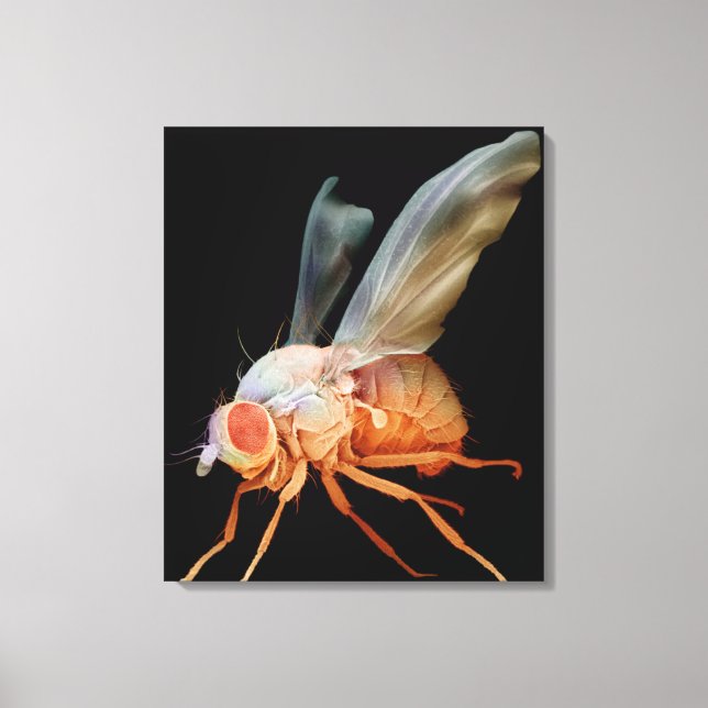 Fruit Fly Canvas Print (Front)