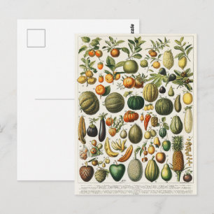 Fruit Vegetable Botanical Scientific Illustration Postcard