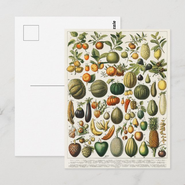 Fruit Vegetable Botanical Scientific Illustration Postcard (Front/Back)