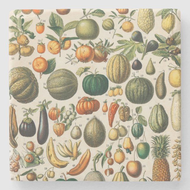 Fruit Vegetable Botanical Scientific Illustration Stone Coaster (Front)