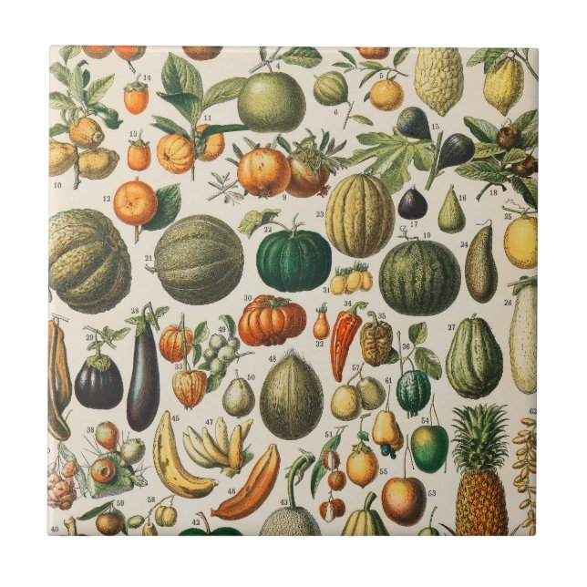 Fruit Vegetable Botanical Scientific Illustration Tile (Front)