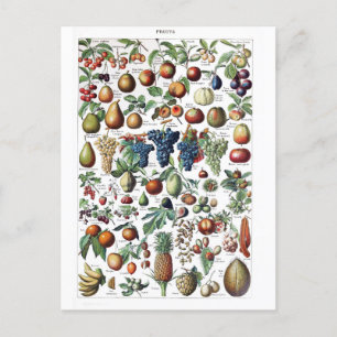 Fruit Vegetable Farmer Vintage Botanical Postcard