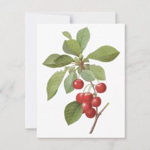 Fruit Vintage, Cerises par Redoute Invitation