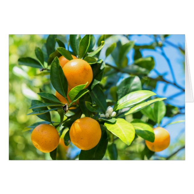 Fruiting Orange Tree (Front Horizontal)