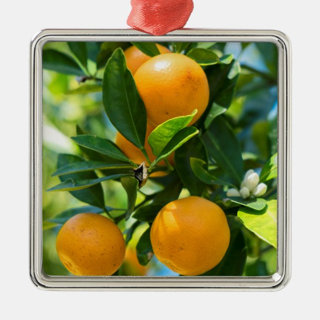Fruiting Orange Tree Metal Ornament (Front)