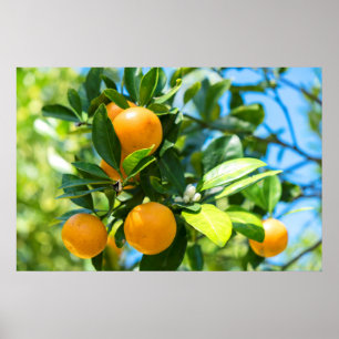Fruiting Orange Tree Poster
