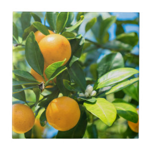Fruiting Orange Tree Tile