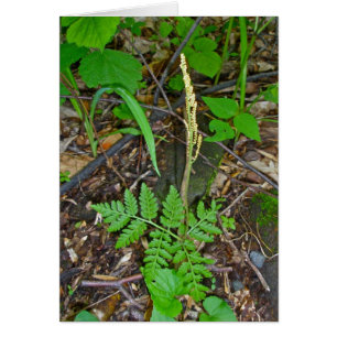 Fruiting Rattlesnake Fern (Botrypus virginianus)