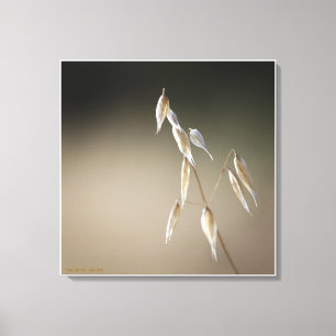 Fruiting Wild Oat Canvas Print