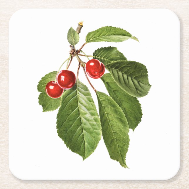 Fruits: A015 Cherry - Square Paper Coaster (Front)
