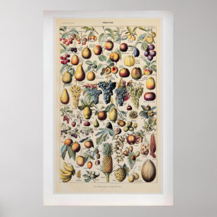 Fruits by Adolphe Millot  Vintage Botanical Poster