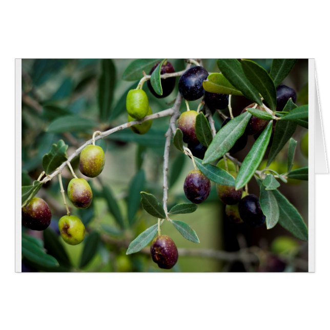 Fruits d'olive qui poussent sur l'arbre (Devant horizontal)