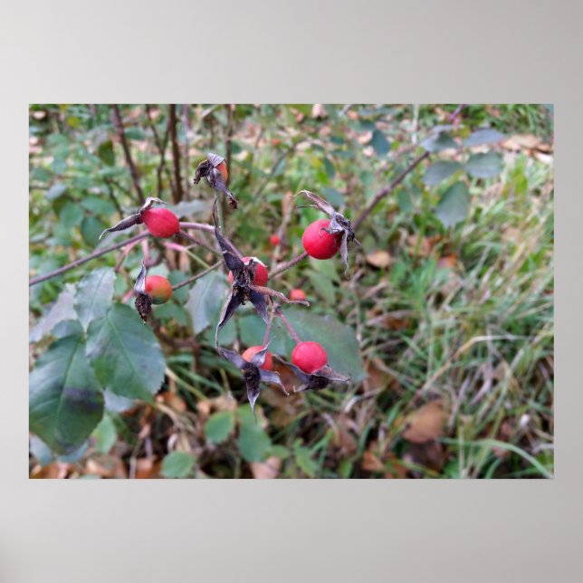 fruits of autumn poster (Front)