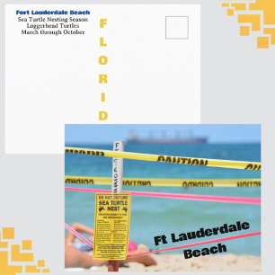Ft Lauderdale Beach Sea Turtle Nesting Season Postcard