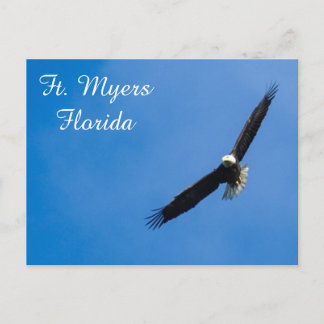 Ft. Myers Bald Eagle postcard