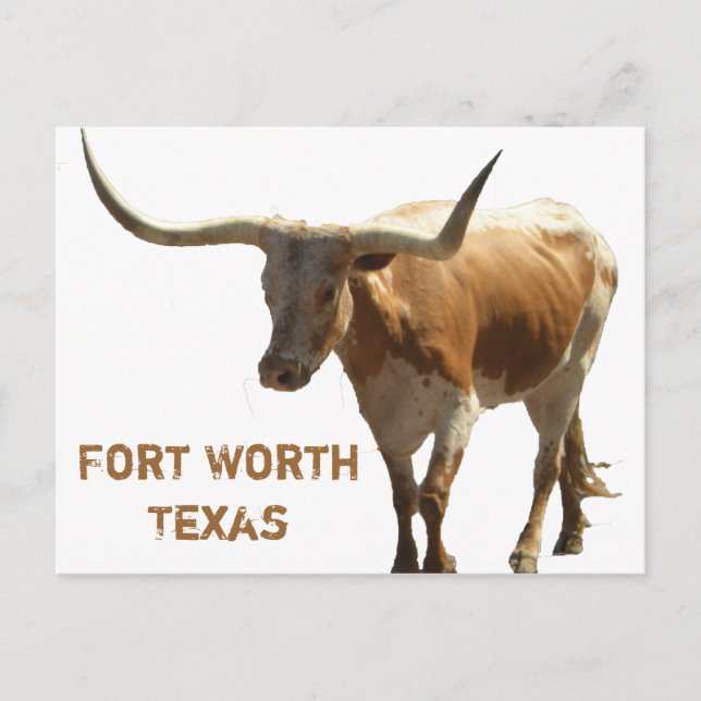 Ft Worth Longhorn Postcard (Front)