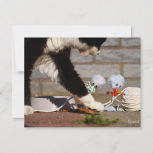 Fubby playing with their friend the cat. card