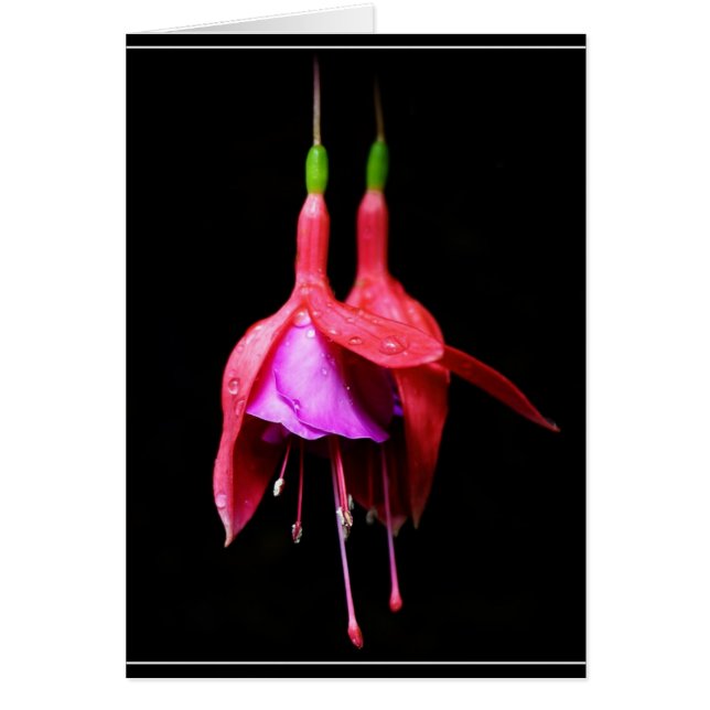Fuchsia (Front)
