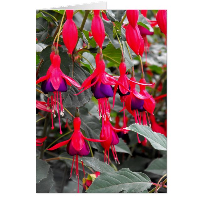 Fuchsia (Devant)