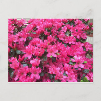 fuchsia azaleas rhododendron postcard