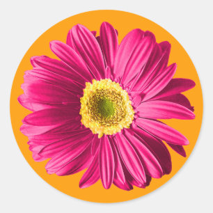Fuchsia Daisy Flower Classic Round Sticker
