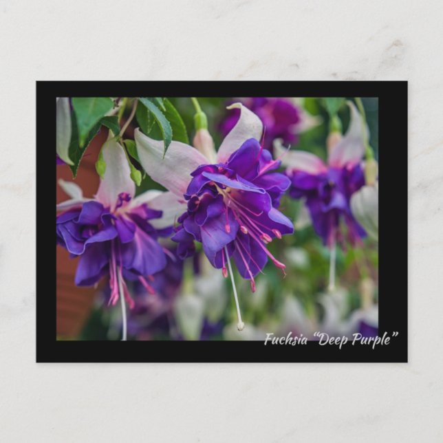 Fuchsia "Deep Purple" Postcard (Front)
