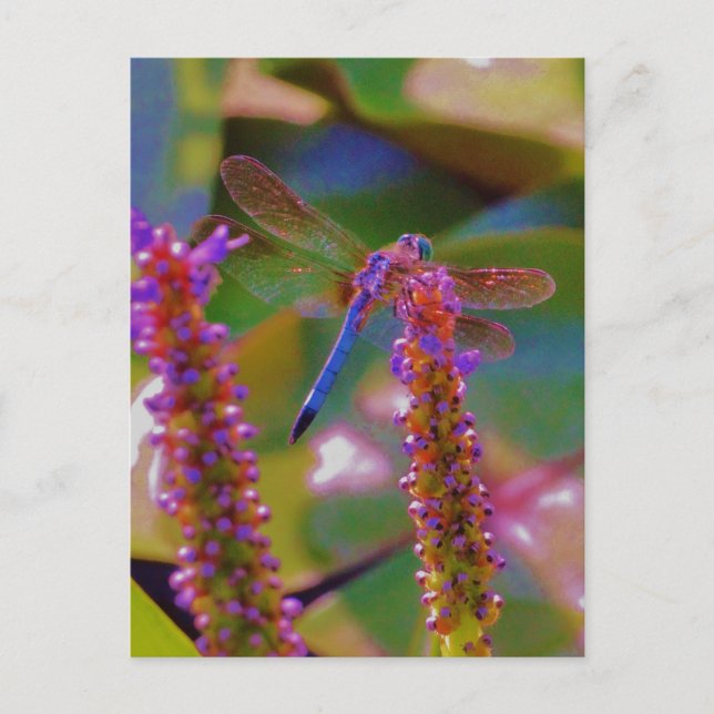 Fuchsia  flower and dragon fly postcard (Front)