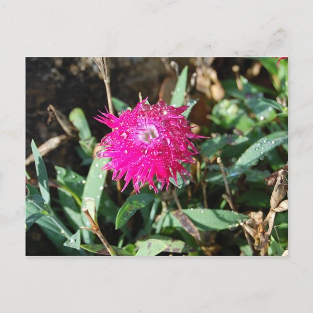 Fuchsia flower photo postcard (Front)