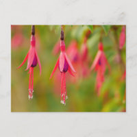Fuchsia Flower Postcard