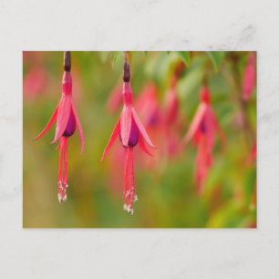 Fuchsia Flower Postcard