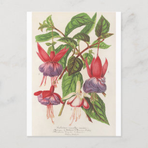 Fuchsia (Nouvelles Varietes de) by Charles Lemaire Postcard