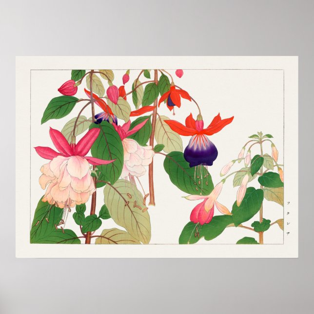 Fuchsia, Pink Purple Red Flowers, Tanigami Konan, Poster (Front)