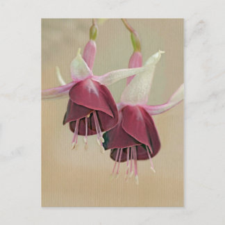 Fuchsia Postcard