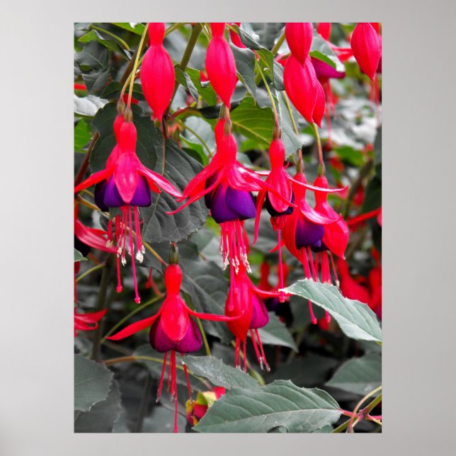 Fuchsia Poster (Front)